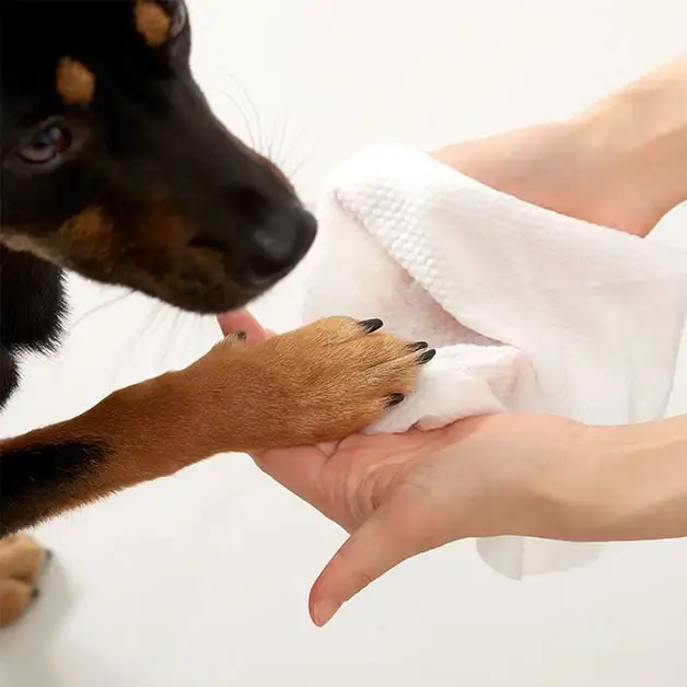 Duit - Pet Fresh Tissue - Image 7